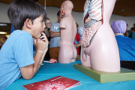 Anlass/Lange Nacht der Forschung/kleiner Junge studiert Anatomie-Puppe