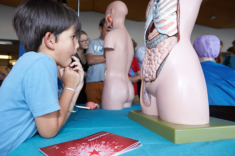 Anlass/Lange Nacht der Forschung/kleiner Junge studiert Anatomie-Puppe